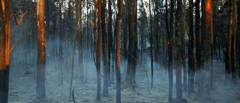 Necesitamos salvar los bosques tropicales de África.